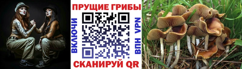 как найти наркотики  Неман  Галлюциногенные грибы GOLDEN TEACHER 